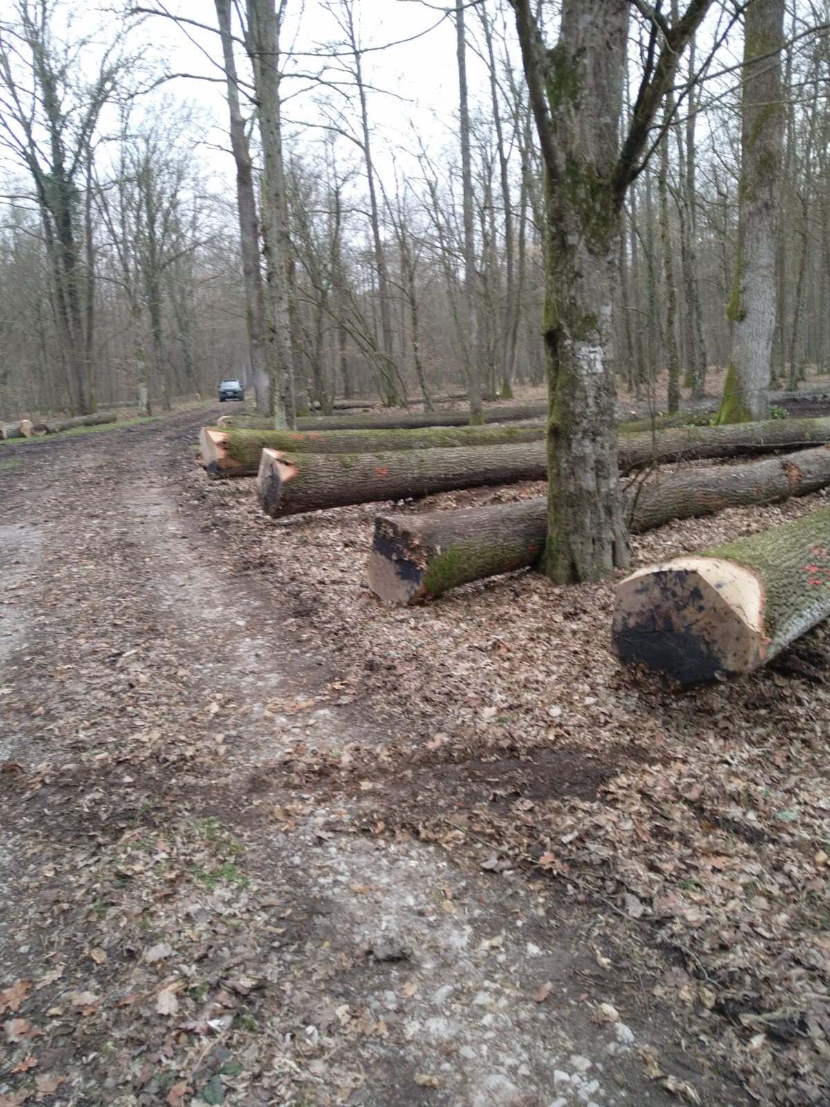Poljoprivredni obrt i izrada ogrijevnog drva